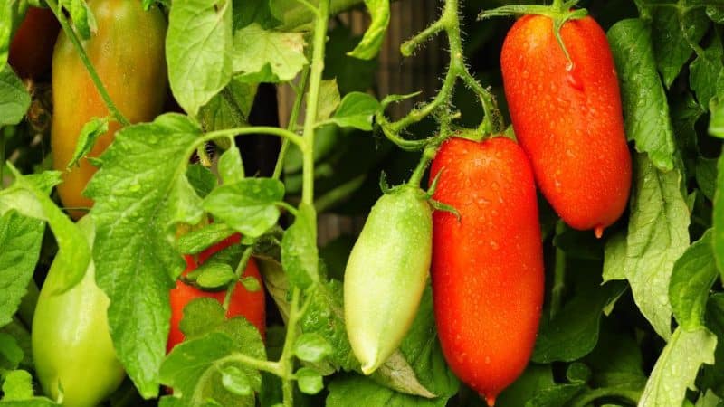 Un bon choix pour un résident d'été pointilleux - la tomate Pierre le Grand et les secrets pour augmenter son rendement