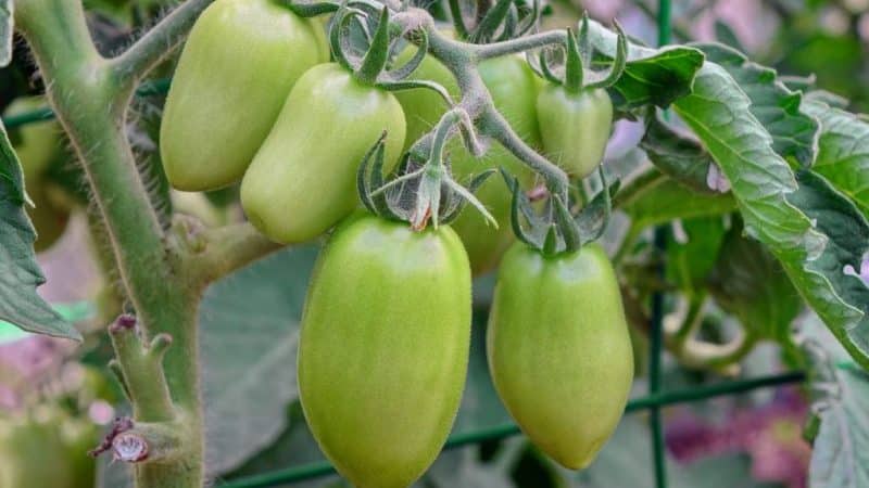 A good choice for a picky summer resident - the Peter the Great tomato and the secrets of increasing its yield