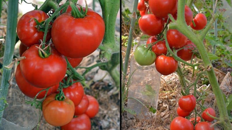 Que rendimento você pode esperar da variedade de tomate Early Girl?