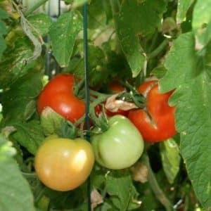 What yield can you expect from the Early Girl tomato variety?