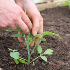 ¿Qué rendimiento se puede esperar de la variedad de tomate Early Girl?