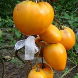 Tomato yang lazat dan teruji masa Heart of Ashgabat: semakan varieti dan asas penanamannya