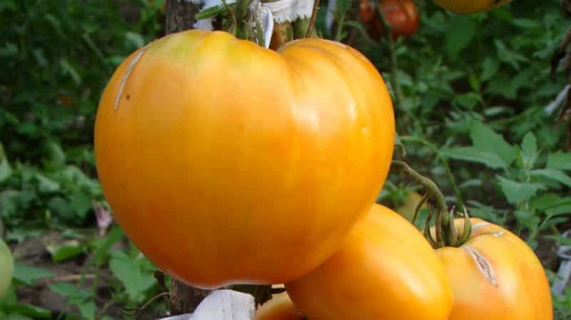 Tomate savoureuse et éprouvée Heart of Ashgabat: revue de la variété et les bases de sa culture