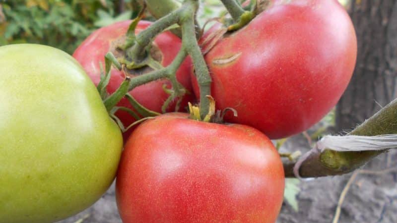 A young variety that has become a favorite among gardeners - the Siberian Apple tomato.