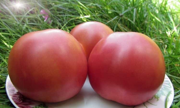 A young variety that has become a favorite among gardeners - the Siberian Apple tomato.