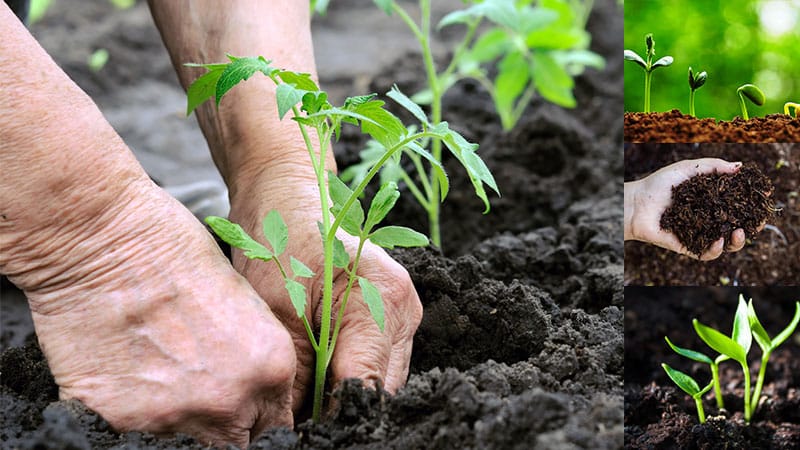 Sibiryak-tomaten er modstandsdygtig og nem at passe på og er ideel til dyrkning i områder med barske klimaer