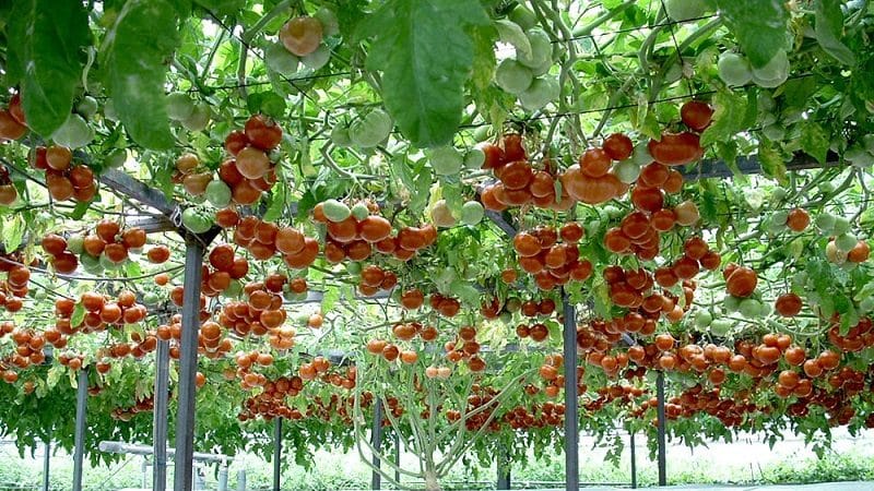 Polpo: un vero albero di pomodori con un raccolto gigantesco