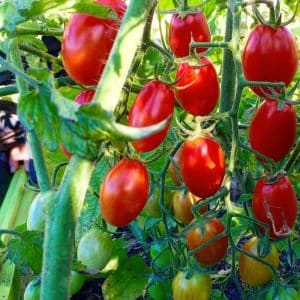 How to care for a tomato Sprut Slivka in open ground and greenhouse