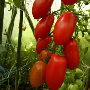 Comment entretenir une tomate Sprut Slivka en pleine terre et en serre