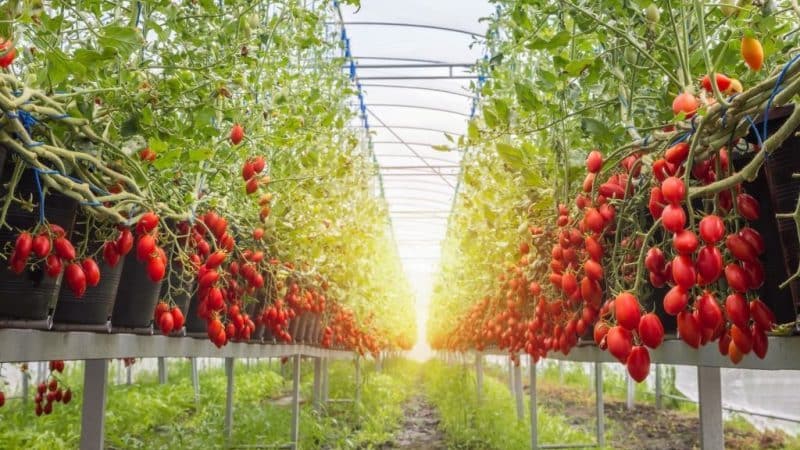 Comment entretenir une tomate Sprut Slivka en pleine terre et en serre