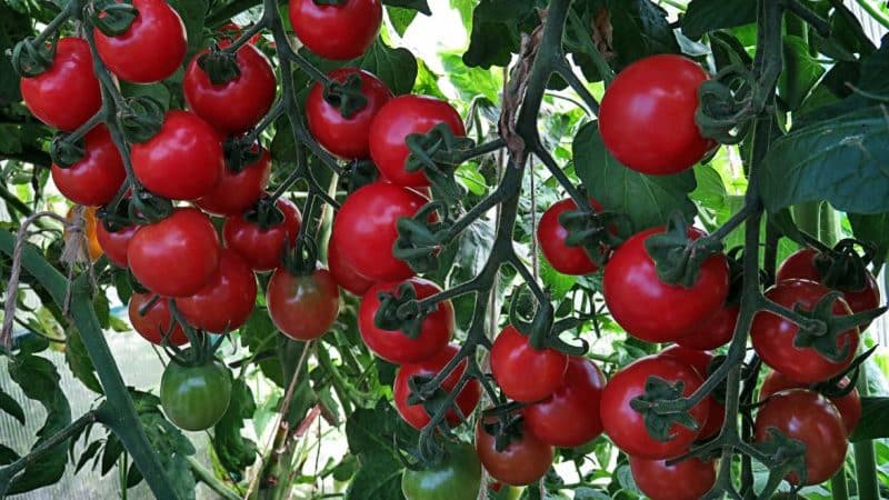 Jak dbać o pomidora Sprut Slivka w otwartym terenie i szklarni