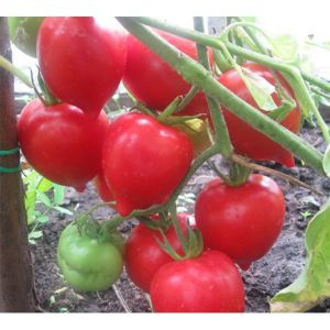 Hybrid recommended by summer residents - tomato Tarasenko 2 and its positive qualities