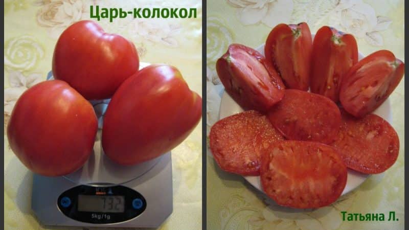 Variedad de frutos grandes y sabor delicado para la nutrición dietética: tomate Tsar Bell