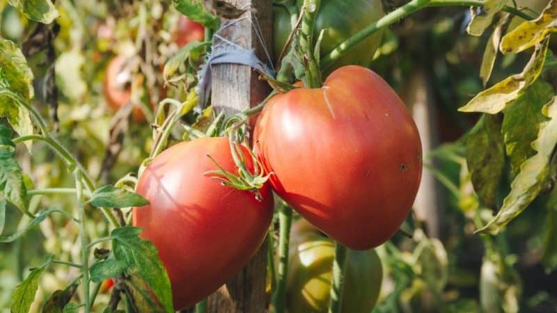 Variedad de frutos grandes y sabor delicado para la nutrición dietética: tomate Tsar Bell