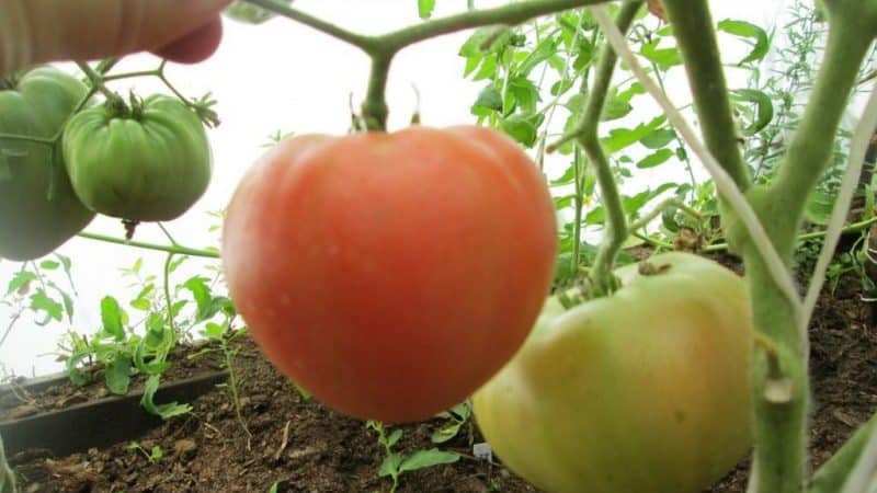 Variedad de frutos grandes y sabor delicado para la nutrición dietética: tomate Tsar Bell