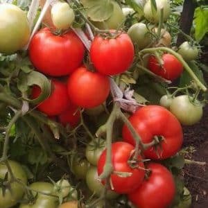 L'invitée d'honneur de votre parcelle de campagne est la tomate VIP et ses avantages par rapport aux autres variétés