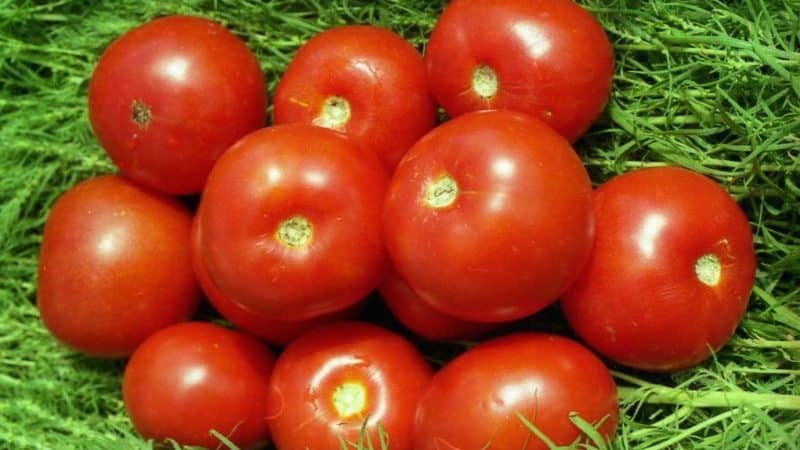 Wie man die frühreifende Wolgograd-Tomate 323 anbaut und wie sie dem Gemüseanbauer gefallen wird