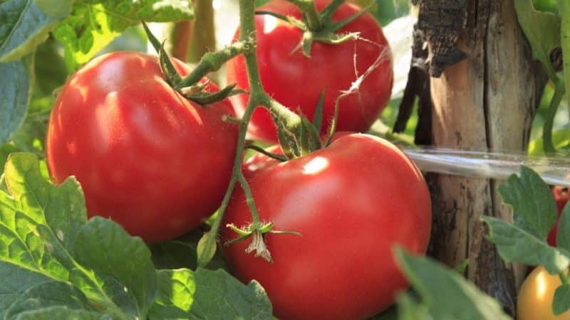 Wie man die frühreifende Wolgograd-Tomate 323 anbaut und wie sie dem Gemüseanbauer gefallen wird