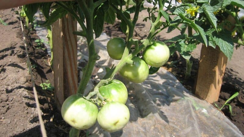 Aanbevelingen voor de zorg voor tomatenuitbraken: wat kan de opbrengst beïnvloeden