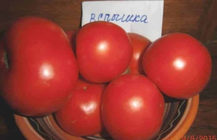 Raccomandazioni per la cura dell'epidemia di pomodoro: cosa può influenzare la resa