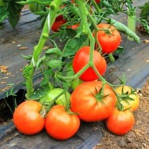 Raccomandazioni per la cura dell'epidemia di pomodoro: cosa può influenzare la resa