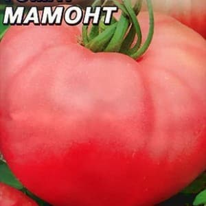 Vantagens e desvantagens do tomate Mammoth