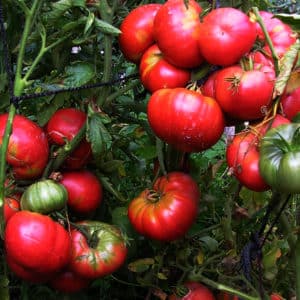 Vantagens e desvantagens do tomate Mammoth