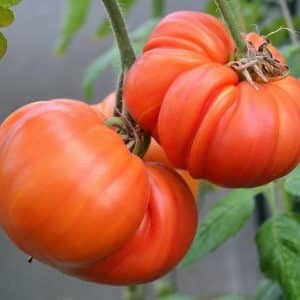 Avantages et inconvénients de la tomate Mammoth