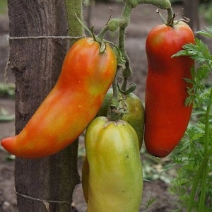 The subtleties of successfully growing amazing tomatoes of the Pepper-shaped giant variety