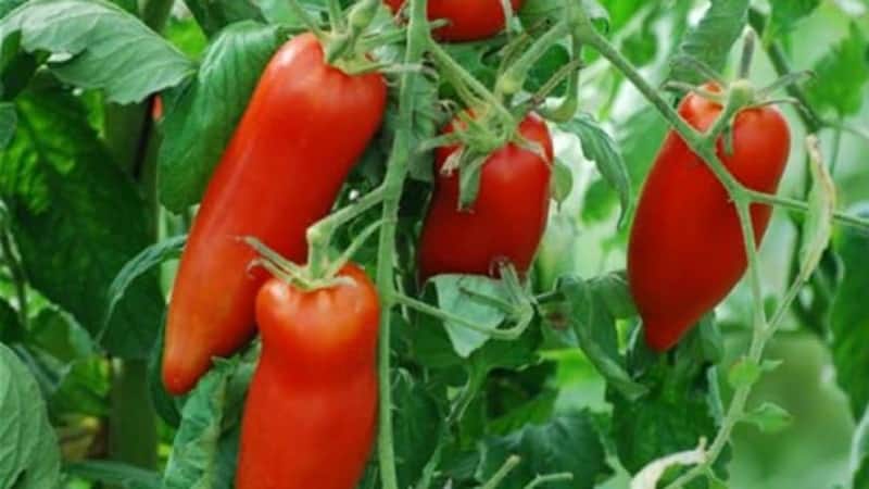 Le sottigliezze della coltivazione con successo di straordinari pomodori della varietà gigante a forma di peperone