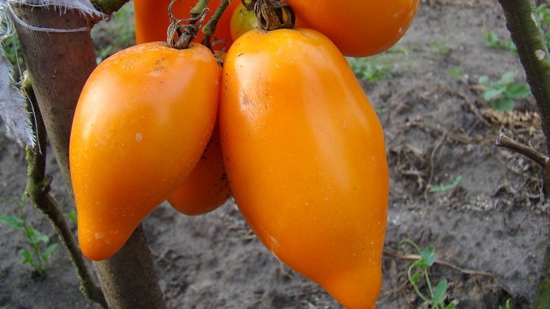 Le sottigliezze della coltivazione con successo di straordinari pomodori della varietà gigante a forma di peperone