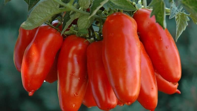 Le sottigliezze della coltivazione con successo di straordinari pomodori della varietà gigante a forma di peperone