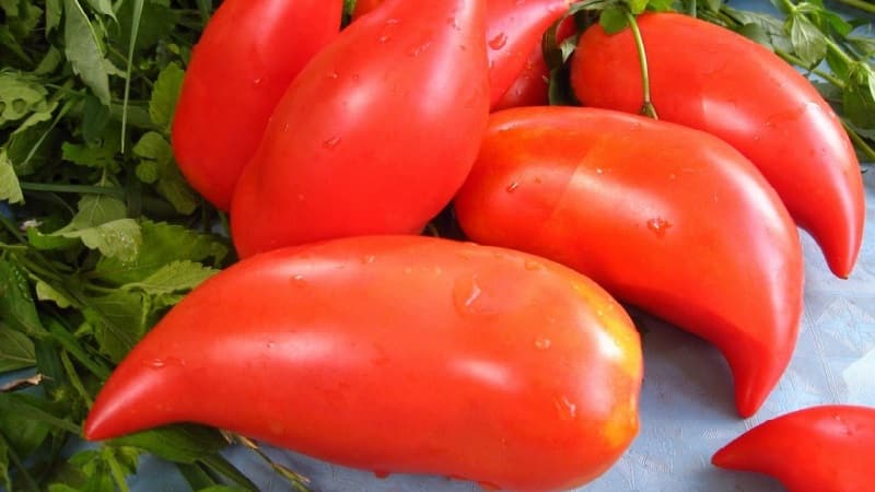 Le sottigliezze della coltivazione con successo di straordinari pomodori della varietà gigante a forma di peperone