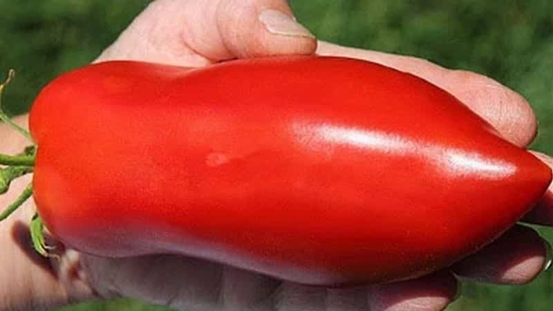 Die Feinheiten des erfolgreichen Anbaus erstaunlicher Tomaten der Sorte Pepper-Shaped Giant