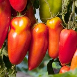 The subtleties of successfully growing amazing tomatoes of the Pepper-shaped giant variety