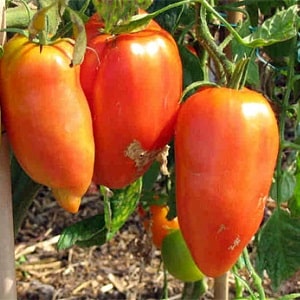 As sutilezas do cultivo bem-sucedido de tomates incríveis da variedade gigante em forma de pimenta