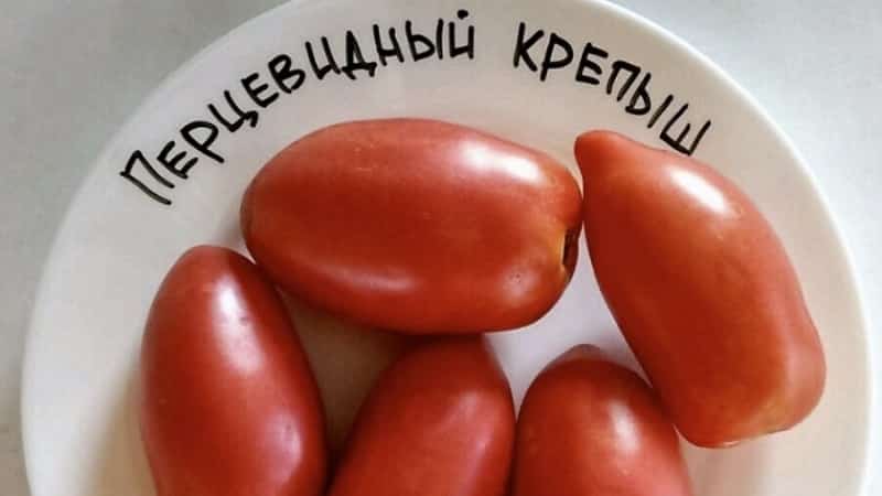 The subtleties of successfully growing amazing tomatoes of the Pepper-shaped giant variety