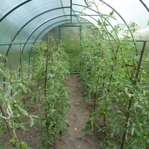 Top 6 des meilleures façons d'attacher des tomates dans une serre : instructions étape par étape et conseils de jardiniers expérimentés