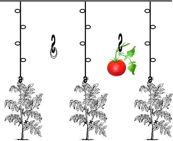 Top 6 des meilleures façons d'attacher des tomates dans une serre : instructions étape par étape et conseils de jardiniers expérimentés