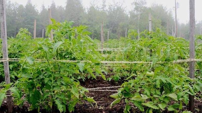 As 6 melhores maneiras de amarrar tomates em uma estufa: instruções passo a passo e conselhos de jardineiros experientes