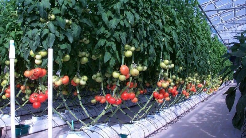 Las 6 mejores formas de atar tomates en un invernadero: instrucciones paso a paso y consejos de jardineros experimentados