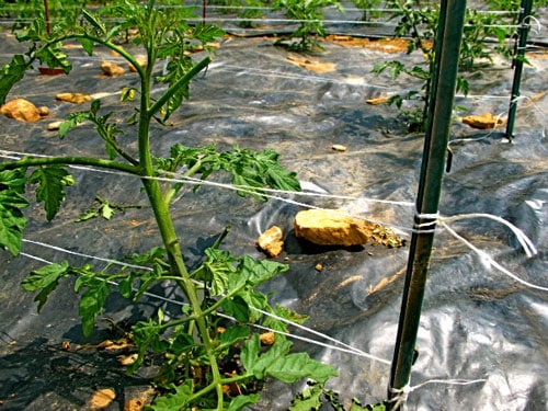 Las 6 mejores formas de atar tomates en un invernadero: instrucciones paso a paso y consejos de jardineros experimentados