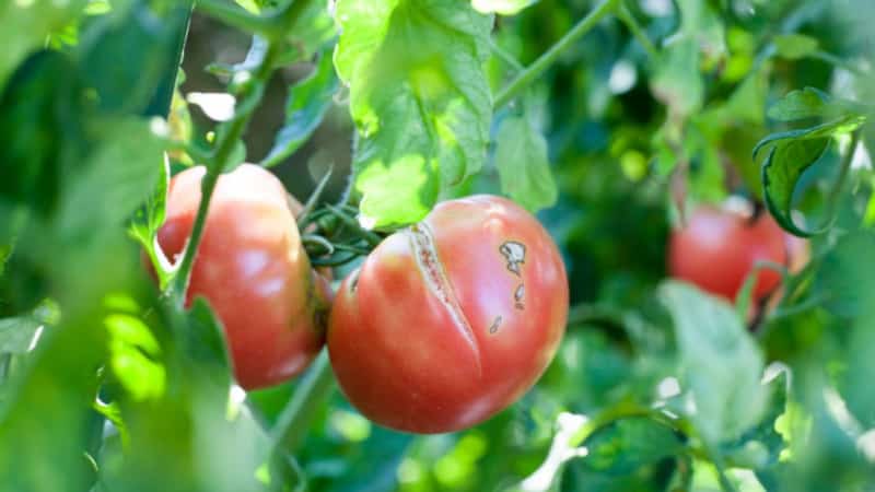 Por que os tomates racham quando amadurecem em uma estufa: identificamos a causa e a combatemos com eficácia