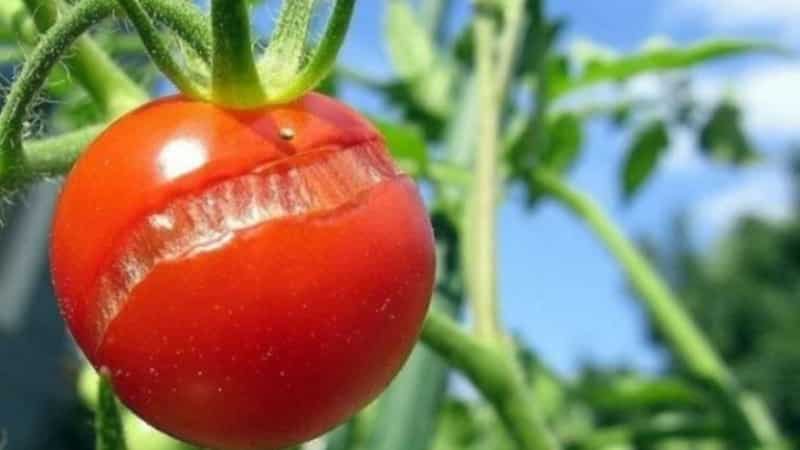 Why tomatoes crack when ripening in a greenhouse: we identify the cause and effectively fight it