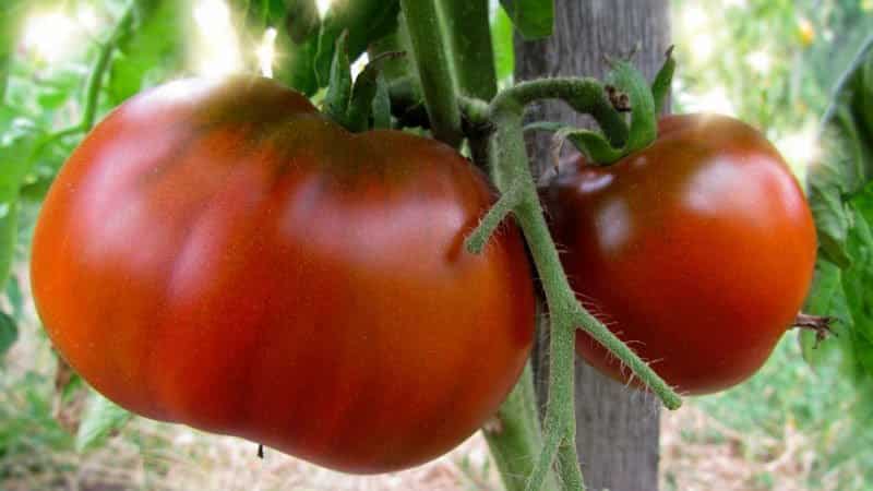 Por que os tomates racham quando amadurecem em uma estufa: identificamos a causa e a combatemos com eficácia