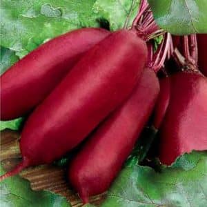 Beloved by farmers for its ease of care and taste, the Cylinder beet variety