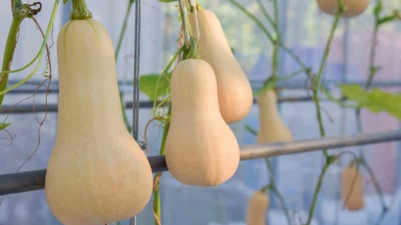 We grow mid-season Guitar pumpkin with large fruits for long-term storage on our plot