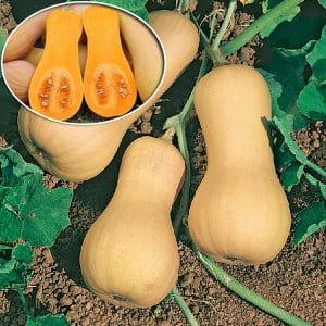 We grow mid-season Guitar pumpkin with large fruits for long-term storage on our plot