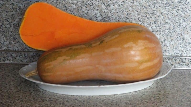 Nous cultivons des citrouilles Guitar de mi-saison avec de gros fruits pour un stockage à long terme sur notre parcelle