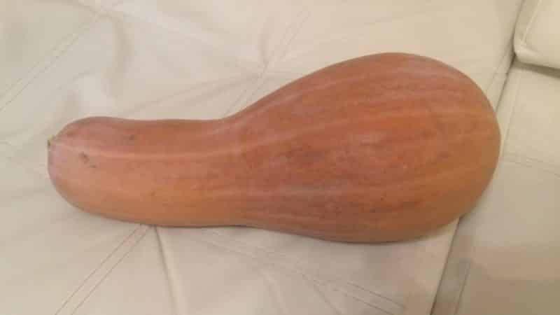 We grow mid-season Guitar pumpkin with large fruits for long-term storage on our plot